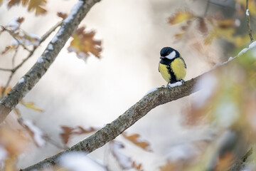 Great tit on a branch in winter with snow.