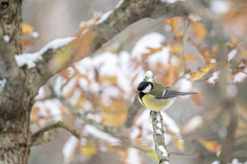 Great tit on a branch in winter with snow.