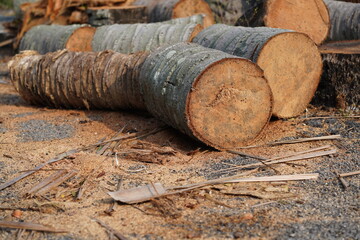 A bunch of sawn off logs exposing cut tree trunk - obrazy, fototapety, plakaty