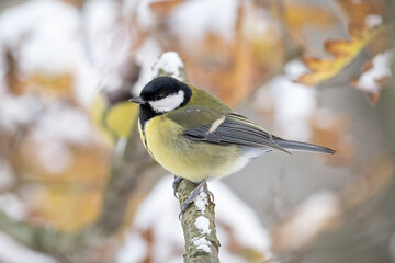 Great tit on a branch in winter with snow.