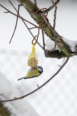 A blue tit on a tallow ball.