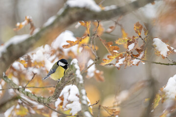 Great tit on a branch in winter with snow.