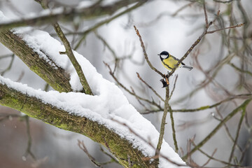 Great tit on a branch in winter with snow.