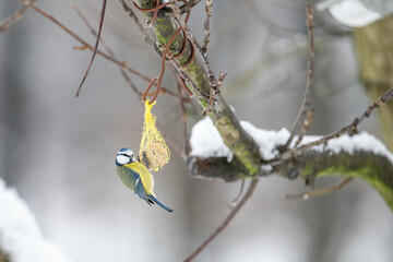 A blue tit on a tallow ball.