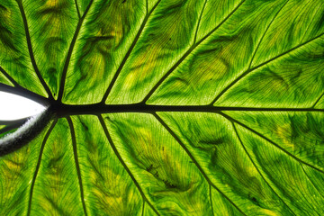 Philodendron Verrucosum foliage close up showing the leaf vein.