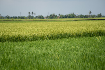 Obraz premium Rice (Oryza sativa) plant close up. Paddy field close up.