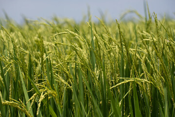 Rice (Oryza sativa) plant close up. Paddy field close up.