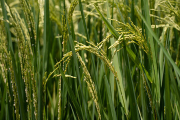 Rice (Oryza sativa) plant close up. Paddy field close up with blur sky background