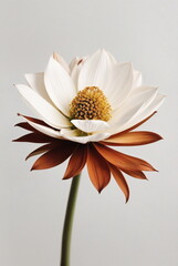 One beige flower on white background close up. Botanical poster, floral card. Minimalism