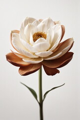 One beige flower on white background close up. Botanical poster, floral card. Minimalism
