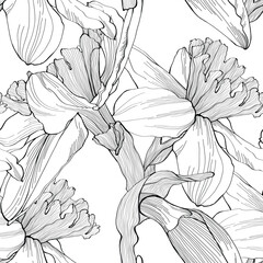 Daffodils set of single buds, plant on stem and bunch of flowers. Black outline hand drawn sketch of narcissus on white. Vector element for Easter and spring floral design, coloring book, tattoo. - 711716521