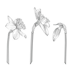 Daffodils set of single buds, plant on stem and bunch of flowers. Black outline hand drawn sketch of narcissus on white. Vector element for Easter and spring floral design, coloring book, tattoo.