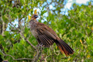 Scaled chachalaca ( Ortalis squamata)