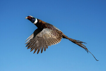 Ring-necked pheasant rooster