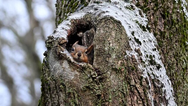 Cute Little squirrel pops in and out of its den in a cavity in a maple tree as it wakes from a nap in winter forest or early spring. 4K 120 fps slow motion raw video