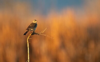 American pipit on a bare branch in front of reeds glowing in the golden hour of sunrise