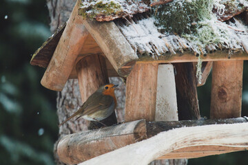 a robin, erthacus rubecula, in the garden at a winter day at a bird feeder 
