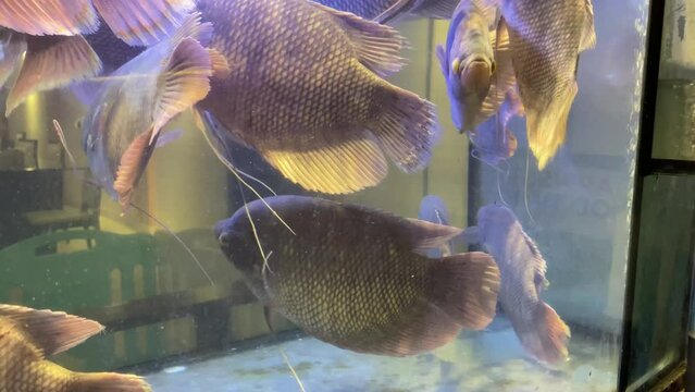 4k video footage of Shops selling fresh live gourami fish in aquariums. Concept for whole healthy food, nutrition, omega-3, animal protein, seafood
