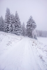 Fototapeta na wymiar Kleine Winterwanderung im verschneiten Thüringer Wald bei Floh-Seligenthal - Thüringen - Deutschland
