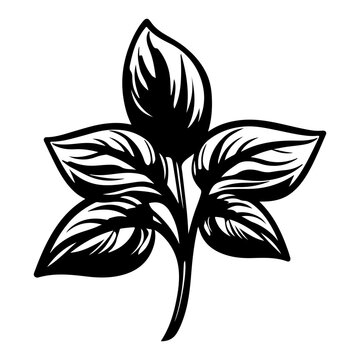 basil icon illustration, basil black silhouette logo svg vector