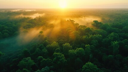 Fototapeta na wymiar Beautiful green amazon forest landscape at sunset sunrise.