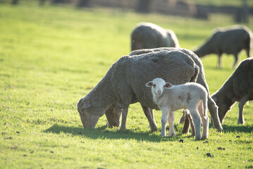 young sheep lamb with mother in the sun of a spring day