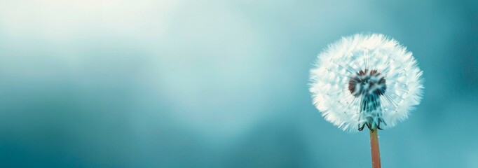 Obraz premium abstract close up of dandelion on blue background horizontal wallpaper with large copy space for text. Condolence, grieving card, loss, funerals, support