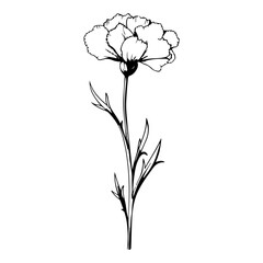 Carnation flower graphic black and white isolated illustration vector