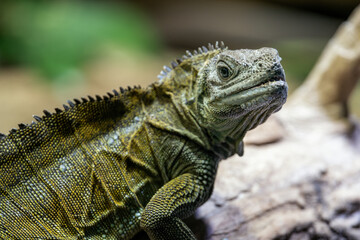 Agama weberova on a tree trunk - lizard.