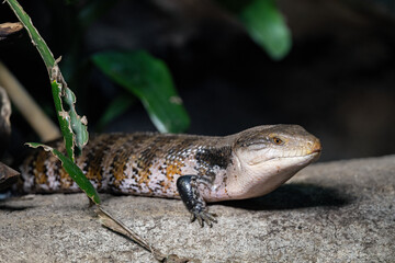 Giant tilikva on a stone - lizard.
