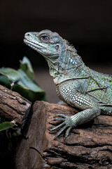 Agama weberova on a tree trunk - lizard.