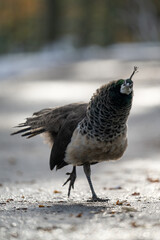 A female peacock looking outside.