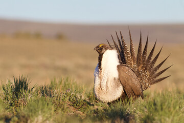 Greater Sage-grouse - a male performs the mating dance to attract a female