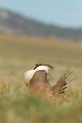 Greater Sage-grouse performs mating display on the lek - vertical format includes distant slopes and sky in the background
