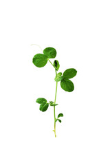 pea shoots sprouts white isolated
