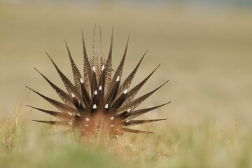 Greater Sage-grouse - view of the back of the grouse with tail fully fanned as part of his...