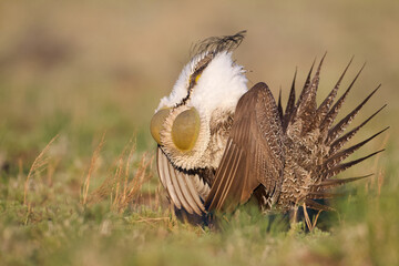 Greater Sage-grouse - a male with chest sacs fully extended during mating display performance