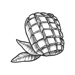 Chopped mango sketch or sliced stone fruit. Vector image for culinary or botany, biology or cooking book. Realistic hand drawn plant for vegetarian or vegan fruit. Agriculture and tropical harvest.