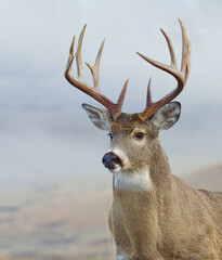Whitetail Deer buck portrait against a natural background of the meadow on a misty morning - natural, "real" photo not photoshopped or composited