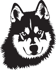 vector illustration of husky dog