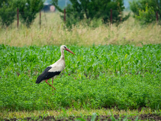 A white stork looking for pray in an agricultural field. Corn crops are growing on the field, in a rural area, where the stork hunts.