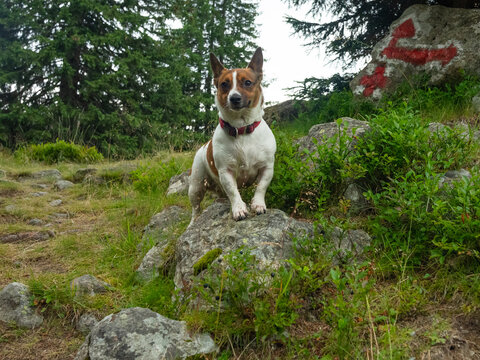 A small, purebred corgi dog standing on a rock in the mountains. The footpath winds along juniper bushes, blueberry plants and boulders with lichen. A trail sign is painted in the background.