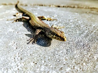 lizard on the rock