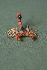 Plastic figure of a scorpion.