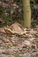 Mushroom growing in fallen leaves.