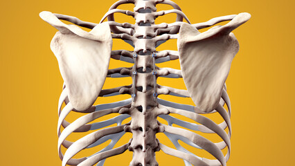 Posterior Thoracic Fusion with Pedicle Screws and Rods on Yellow Background - obrazy, fototapety, plakaty