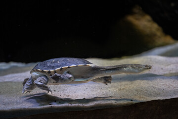 Long-necked siebenrock swimming turtle under the surface.