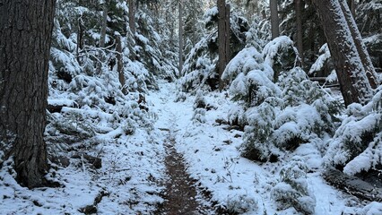 snow covered path through trees