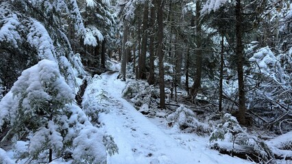 Fototapeta na wymiar snowy path in the forest
