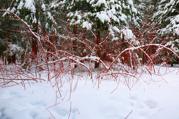 Snow-covered red bush in a winter forest against a background of green fir trees